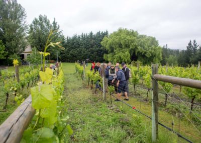guide showing group grape vines