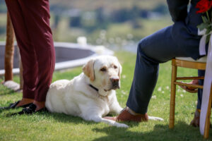 dog on ground